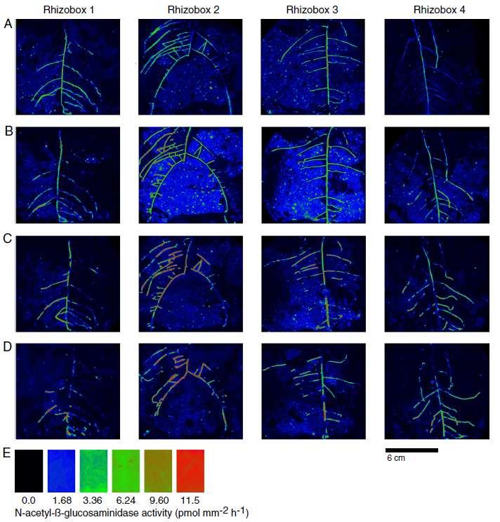 Cellulase activity N-acetyl-glucosaminidase (chitinase) activity Phosphatase activity Phosphatase activity in four microcosms with living roots 18 days after sowing (a), and 10 days (b), 20 days (c)