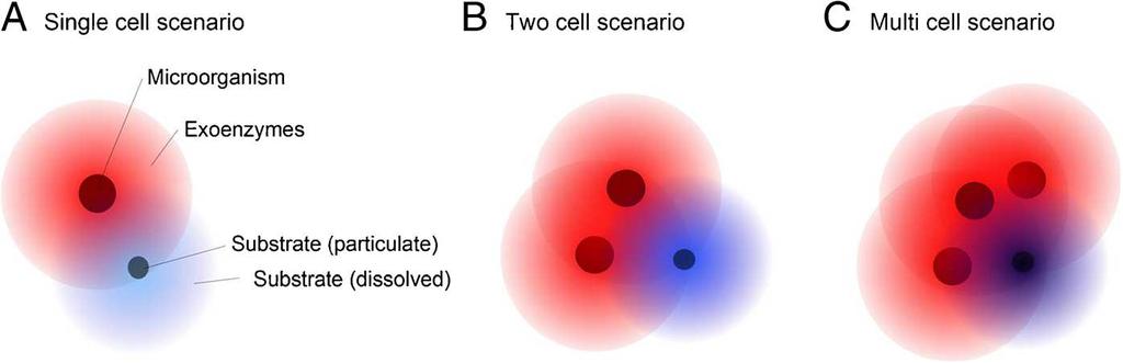 Hypothesized concept of synergistic interactions of exoenzyme - producing soil microorganisms.