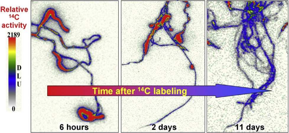 14 C imaging of relative 14 C activity at the root tips at increasing time after labelingof Loliumperennein 14
