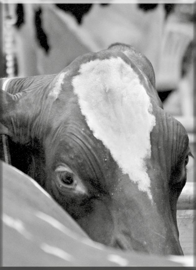 Svaz chovatelů holštýnského skotu HOLSTEIN CATTLE BREEDERS ASSOCIATION OF THE CZECH REPUBLIC