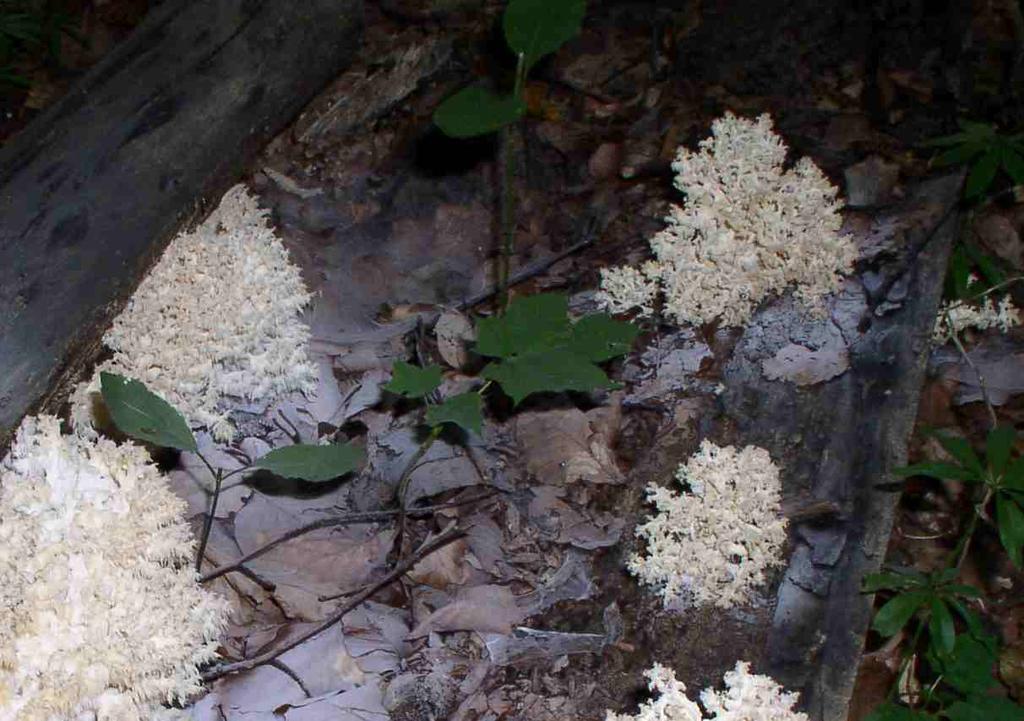Mrtvé dřevo Korálovec bukový (Hericium