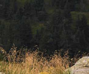 All experience of the racing team riders has been gathered and merged into one array of knowledge; as a result, a varied model range has been created, which satisfies the requirements of the most