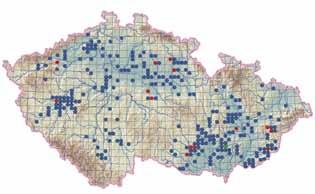 Růže galská, r. keltská Rosa gallica L. en Rosaceae růžovité POPIS Nízký prutnatý keř vytvářející rozlehlé polykormony z podzemních výhonů, 0,5 1,0 m vysoký, s tenkými ostnitými větvemi.