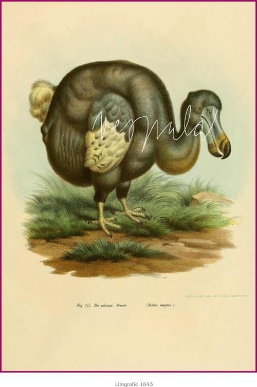 Téměř celý ostrov obklopují korálové útesy. Symbolem ostrova je pták Dodo, známý u nás jako Blboun nejapný.