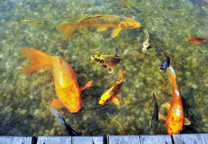 Vodnář Jezírka BIO2 Lox - 1 l Přípravek dodává do jezírka potřebný a životodárný kyslík. Kód: 170087 Min.: 3 ks Kat.