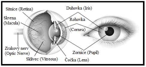 UTB ve Zlíně, Fakulta aplikované informatiky, 2012 30 6 IDENTIFIKACE POMOCÍ OČNÍ SÍTNICE Tato metoda je daleko náročnější než identifikace pomocí oční duhovky.