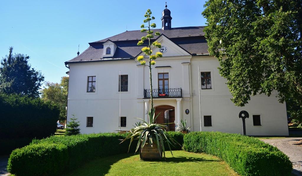 Letošní léto jedna z těchto rostlin rozkvetla do opravdu mohutného nádherného květu.