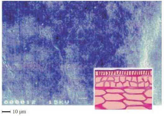 15 - Kompletní zařízení Thermocooler (Della Toffola, 2013) Následující fotografie z elektronového mikroskopu (Obr. 16 a Obr.