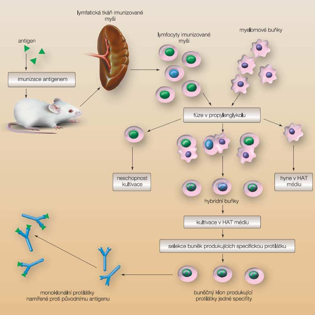 2 Základní informace Monoklonální protilátky (Mab) jsou molekuly bílkovinné povahy, ovlivňují imunitní reakce organismu a zasahují do regulace metabolismu buněk.