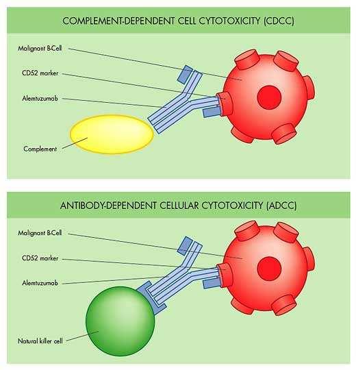 Obr.6: Znázornění ADCC a CDCC mechanismu účinku (Web Abpi) Interakce antigenu a protilátky může také vést k aktivaci komplementu (CMCC, complement-mediated cell cytotoxicity).