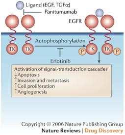 5.5 Panitumumab Typ humánní IgG2 Název léku, firma Vectibix, Amgen Uvedení na trh 2007 Cílová struktura EGFR Indikace metastazující CRC exprimující EGFR, bez mutace onkogenu K-ras Panitumumab je plně
