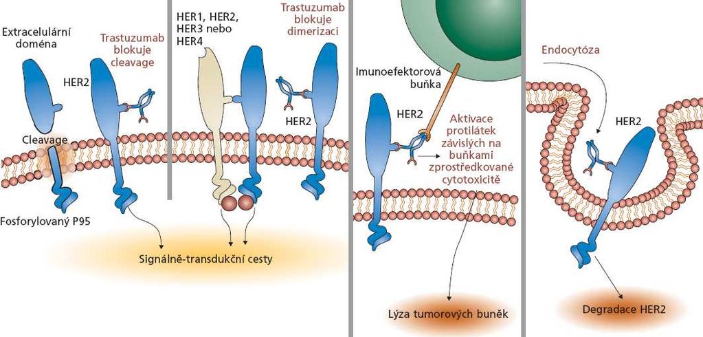 5.7 Trastuzumab Typ humanizovaná IgG1 Název léku, firma Herceptin, Genetech Uvedení na trh 2006 Cílová struktura HER2 Indikace chronická lymfocytární leukémie Trastuzumab je chimerická monoklonální