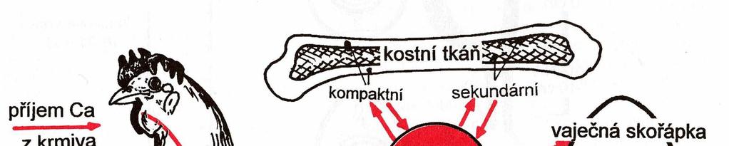 10 Zásoby Ca v kostře ovlivňují především estrogeny, jejich koncentrace rostou úměrně se sexuálním zráním. Vápník je ukládán především do hrudní, křížové, stehenní kosti a do žeber.