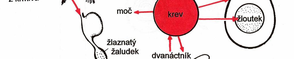 Využívání Ca 2+ z kostních zásob začíná při poklesu jeho koncentrací v krevní plazmě.