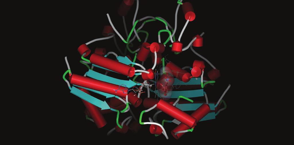 Model enzymu NADPH: chinon reduktázy s navázanou
