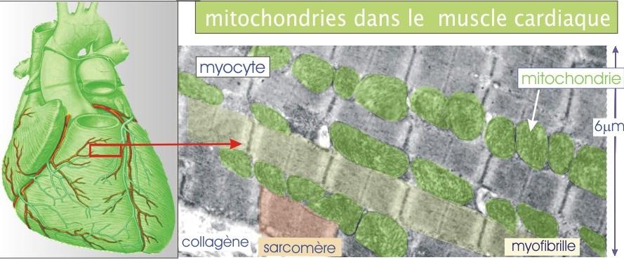 Aerobní metabolismus (35% objemu svalu zaujímají mitochondrie) Hlavní zdroj energie: volné mastné