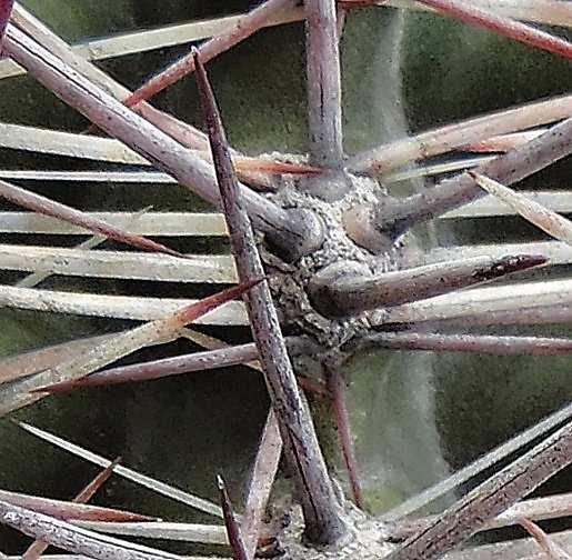 Austrocactus patagonicus má 1-4 silné střední trny s hlízovitě rozšířenou bází Na další zastávce SUBIDA DEL NACIENTE (KL13-007) rostla mezi velkými kameny v písku Maihuenia patagonica.