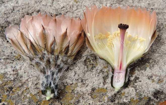 jsme několik druhů kaktusů, které bychom zde ani nečekali. (Austrocactus patagonicus f.