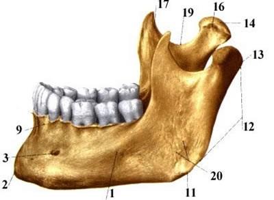 Apomorfie savců: 15. Dolní čelist z jediné kosti (mandibula, dentale); sekundární čelistní kloub (dentale squamosum); ramus mandibulae (rameno) insertní plocha pro adduktor m.