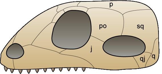 3. Odpověď paleontologa: Produkt rané divergence Amniot v druhohorách Potomek Synapsidů (první Amniota karbon 320 Myr, dominantní fosilie ve spodním triasu), spodní spanková jáma za orbitou, spodní