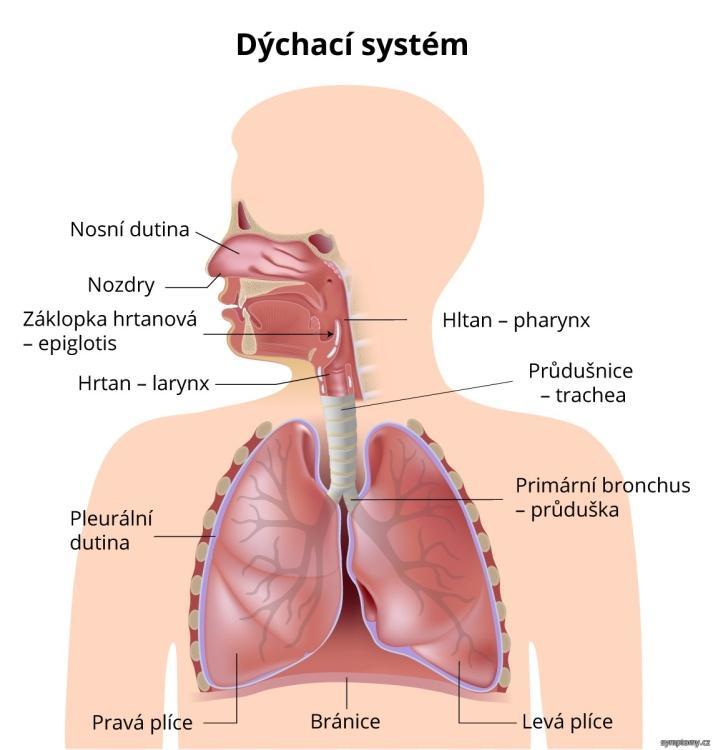 1 Teoretická část 1.1 ZÁKLADNÍ ANATOMIE DÝCHACÍHO SYSTÉMU Obrázek č 1: Dýchací systém, http://www.symptomy.cz/anatomie/dychaci-soustava [cit. 2015-04-10]. 1.1.1 Horní cesty dýchací Mezi horní cesty dýchací patří: nosní dutina (cavitas nasi), nosohltan (nasopharynx) a hrtan (larynx).