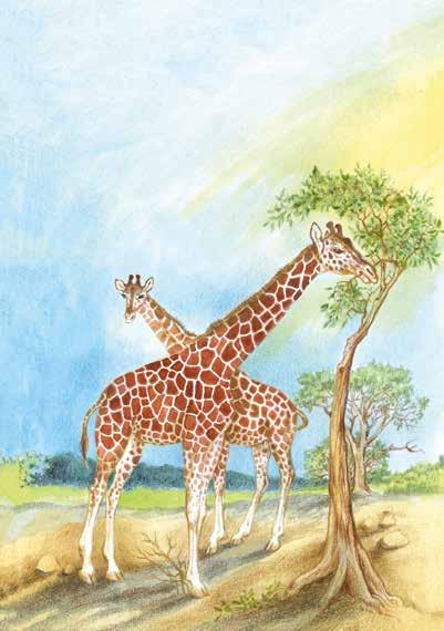 Žirafa síťovaná Žirafy jsou vidět ještě dříve, než se do zoa do zoo vstoupí. Dospělé žirafy totiž dorůstají výšky až pěti metrů, a tak jejich hlavy na dlouhých krcích vyčuhují.