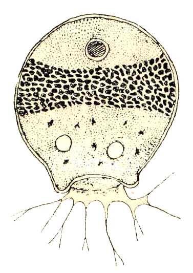 FILOSEA (Euglyphida) - nitkonozí panožky jsou nitkovité - filopodie, některé druhy si staví schránku z pravidelných křemičitých idiosomat vyloučených plazmou