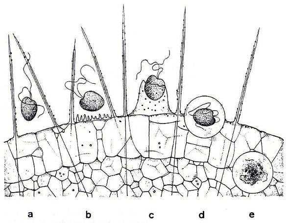 ultrastruktura buňky na příkladu druhu Actinophrys sol mitochondrie jadérka jádro Golgiho aparát