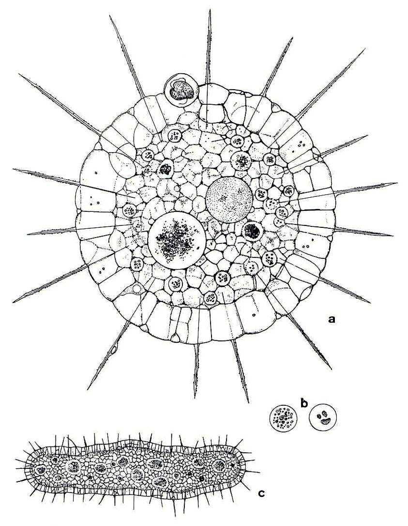 Řád: Actinophryida slunivky - vybraní