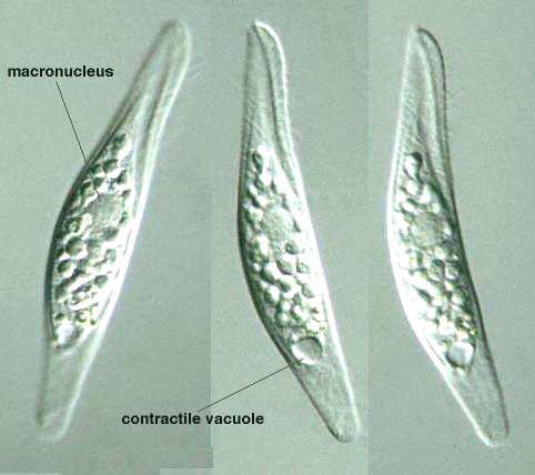 Litonotus sp.