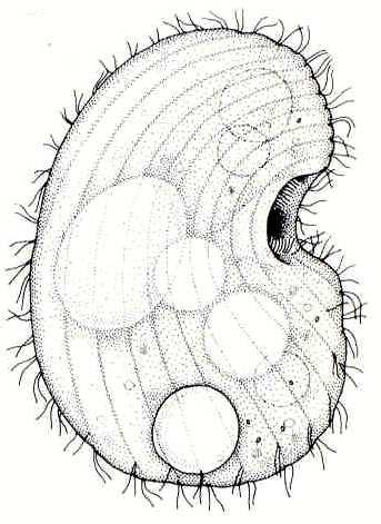 Řád: Colpodida buňka má ledvinitý tvar cytostom je hluboce