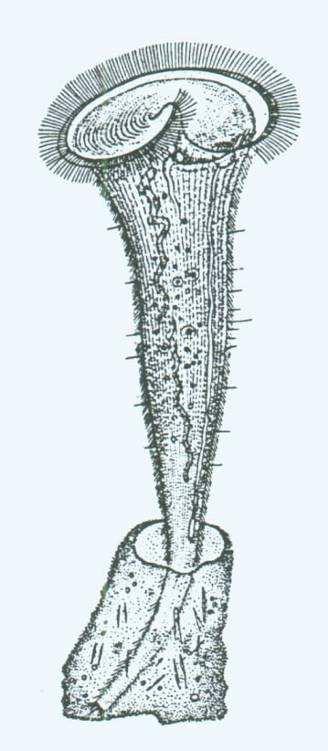 3 Třída: Polyhymenophorea -