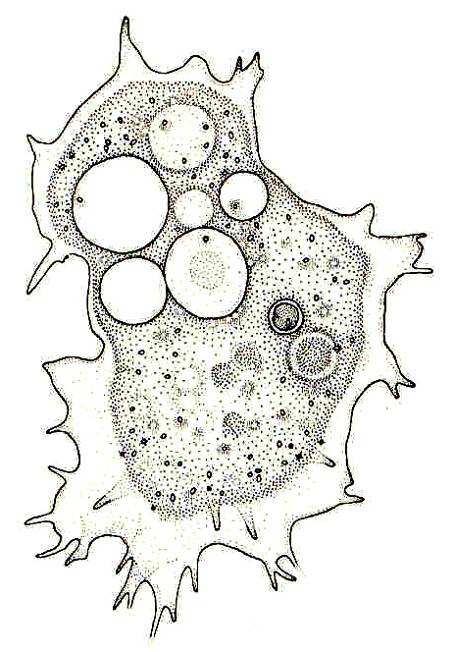 Mayorella viridis - měňavka zelená, v cytoplazmě jsou