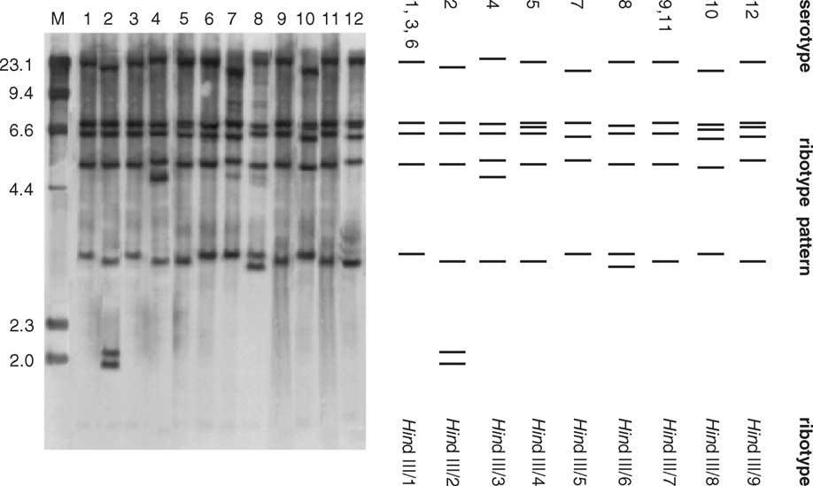 Ribotypizace Actinobacillus