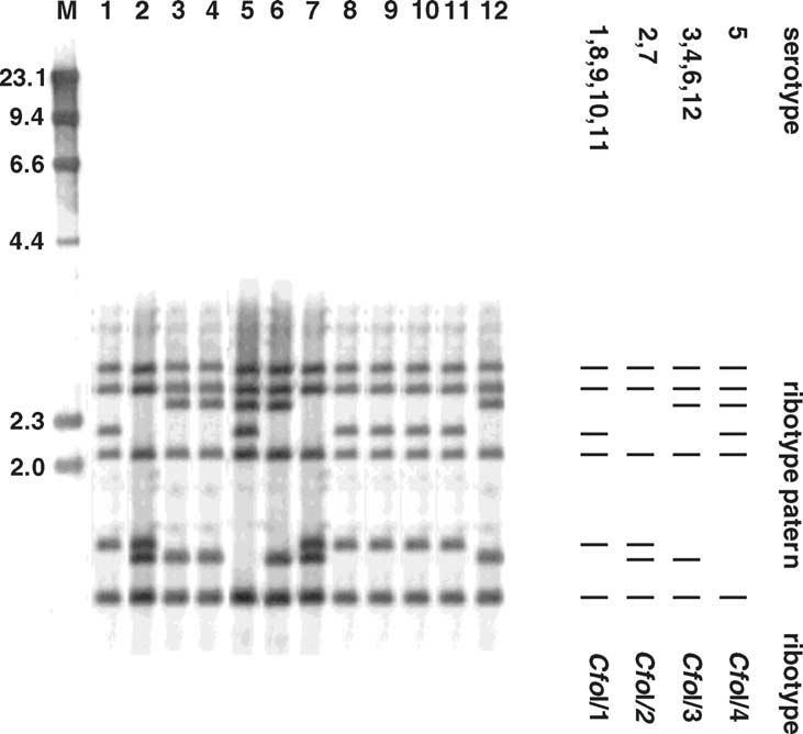 Ribotypizace Actinobacillus