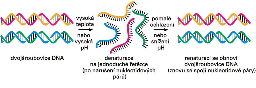 Hybridizace je založena na schopnosti NA