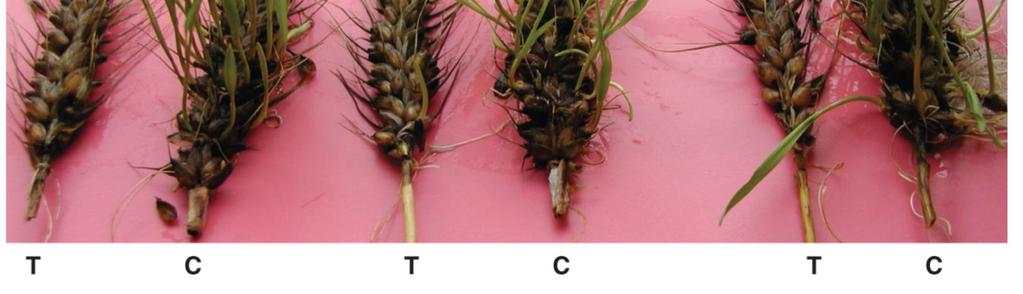pšenice (preharvest sprouting) problém v zemědělství (Čína 10