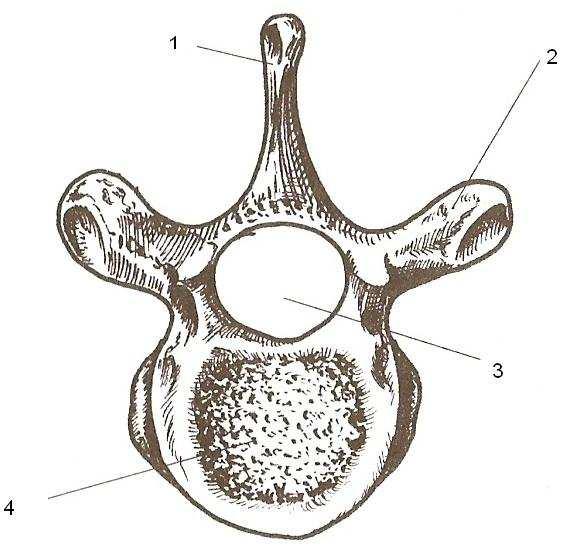 2.4 Obratle Obratle, nebo-li vertebrae, jsou krátké kosti nepravidelného tvaru s výběžky.