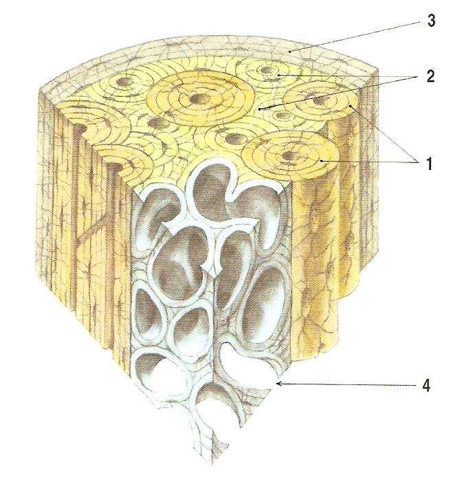 Kompakta se skládá z lamel 3 druhů. Z Haversových lamel. Haversovy lamely tvoří základní strukturu kompakty. Haversovy lamely obklopují Haverské kanálky, které obsahují cévy a nervy.
