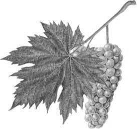 3 Nejlépe hodnocená vína dle odrůdy Vzorek Pěstitel Obec Odrůda Rok dourčení Hodnocení. 207 Vinařství u kostela Polešovice MM 2014 zemské 19,2 130 Hlaváček Snopek KPV Míkovice RR 2014 P.S. 19,1 102 Bičan J.