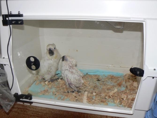 Obrázek 11: Umístění mláďat kakadua bílého v odchovně Brinsea Zdroj: vlastní fotografie Malá mláďata je vhodné umístit jednotlivě do plastových misek, dle své velikosti.