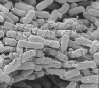 ORGANISMY PRODUKUJÍCÍ VODÍK Organismy tvořící tato konsorcia se dělí do dvou velkých skupin: fakultativní anaeroby (např. Enterobacter spp.