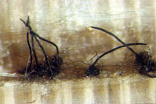 Ips typographus - lýkožrout smrkový původně horské smrčiny hlodá v lýku čerstvě odumřelých, nejlépe 60-100 let starých smrků polygamní druh,
