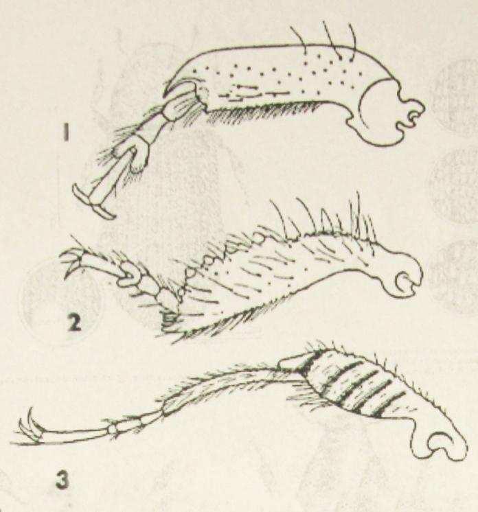 Scolytidae x Platypodidae Hlava zakulacená, užší než