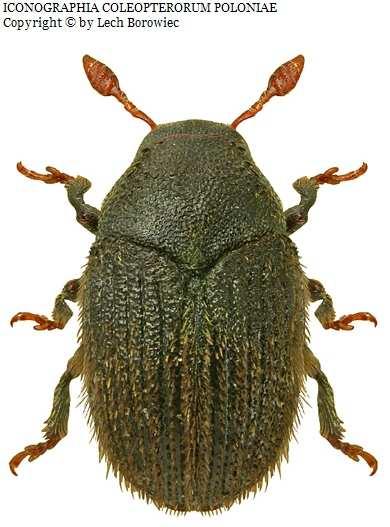 Hylesinus