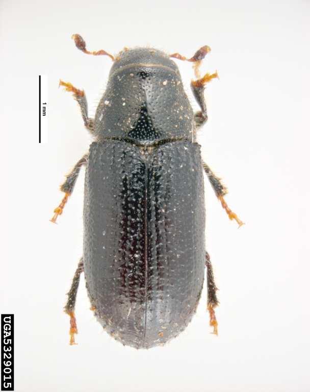 Dendroctonus micans