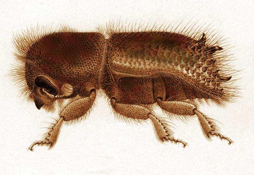 chalcographus lýkožrout