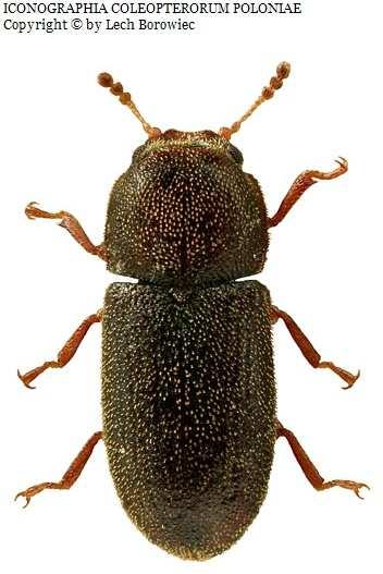 Curculionidae