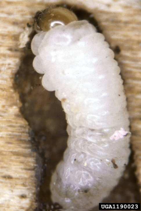 Charakteristika kůrovců (Scolytinae) vznik koncem křídy, kůra araukárií v Baltském jantaru už