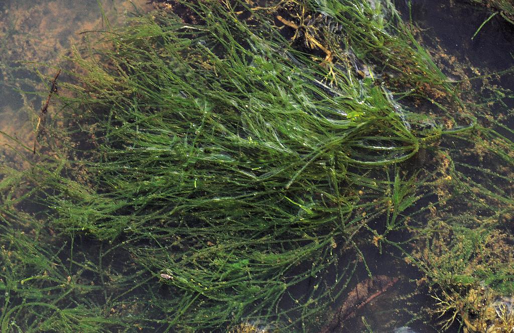 Vegetace parožnatek (Charetea) rální oblasti a velmi malý obsah vápníku (Corillion 1957, Pott 1995, Aldasoro et al. 1996, Dierßen 1996, Brouwer et al. 2002). Dynamika a management.